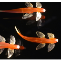 U.S. and Thai Researchers Make Evolutionary Discovery: Walking Fish