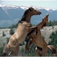 Bureau of Land Management Refuses Public Photographing of Wild Horse Roundups