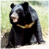 Two Terrorists Killed by a Bear