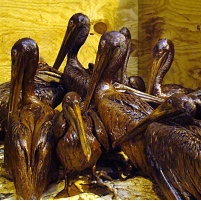 Justice Dept. Still Probing Dubious BP Oil Leak Estimates
