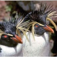 Oil Spill Threatens Rare Penguins on World’s Most Remote Inhabited Islands