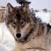 Obama Administration Sides with Hunters over Protection of Gray Wolves