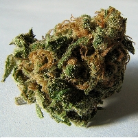 Majority of Americans under 65 Favor Legalizing Marijuana