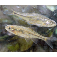 First Case of Fish Removed from Endangered Species List Thanks to Habitat Restoration