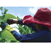Large Tobacco Company to Stop Hiring Children Younger than 16