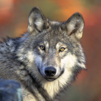 Wyoming Ranchers Knock Gray Wolf Off Endangered Species List