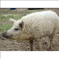 Michigan Bans Furry Pigs