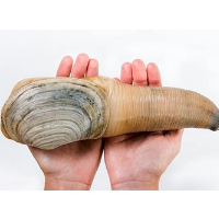 Latest U.S. Export to China: Phallic-Shaped Clams