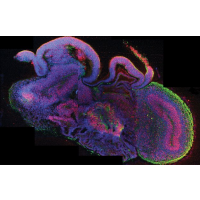 On the Cutting Edge: Scientists Grow Mini Brains and Transfer Thoughts between Brains