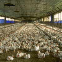 Growth of Factory Farming Leading to Uncontrolled Problems of Animal Waste