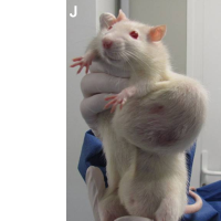 Controversial GMO Report Highlights Dearth of Scientific Studies