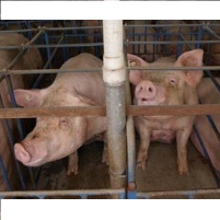 Large Hog Farm Produces More Waste than Philadelphia