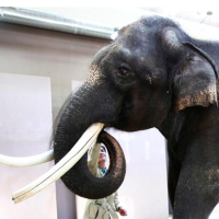 An Elephant Never Forgets, and Now He Can Talk About It