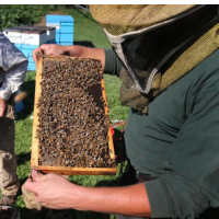 Federal Court Revokes EPA’s Approval of Insecticide Linked to Collapse of Bee Populations