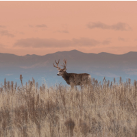 Conservation Groups Praise Wildlife Protection in Overhaul of Federal Land-Use Planning