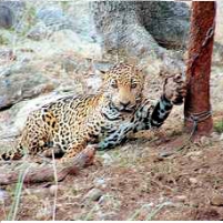 The Suspicious Death of the Last Wild Jaguar in the U.S.