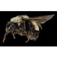 Government Urges That Bumble Bee Be Placed on Endangered Species List