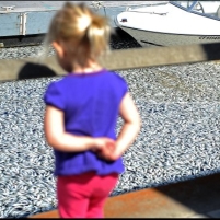 Millions of Dead Fish Clog California Marina