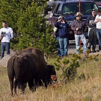 U.S. Parks Plagued by Rising Visitor Misbehavior, from Vandalism and Theft to Harassment of Wildlife