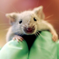Bias Found in Animal Medical Research for Human Brain Disorders