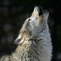 House Republicans Move against Wolves