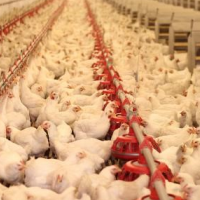 Oregon Farm Bills Seek to Regulate Antibiotics in State Agriculture