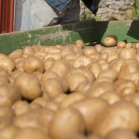 Obama and Agriculture Dept. Agree that White Potatoes are Nutritious for Poor People
