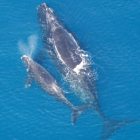 Navy Wins Court Battle to Install Underwater Warfare Training Near Calving Ground of Endangered Whale