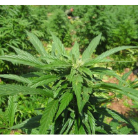 3 States Voting on Pot Legalization Could Have Major Impact on Drug Cartels