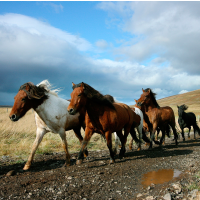 After Public Outcry, Federal Govt. Promises Not to Act on Proposal to Slaughter 45,000 Horses