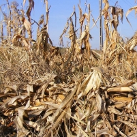 UN Calls on U.S. to Halt Biofuel Production as Drought Devastates Corn Crop