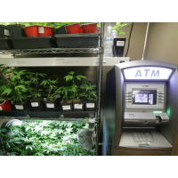 U.S. Clears Banks to Serve Marijuana Businesses without Punishment
