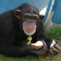 National Institutes of Health Orders Halt to Use of Chimpanzees in Biomedical Research