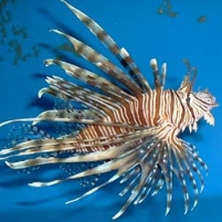 It May Be Time for Invasive Species to Step Up to the Plate