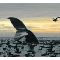 Obama Bans Oil Drilling in Alaskan Bay that Produces 40% of Wild-Caught Seafood in U.S.