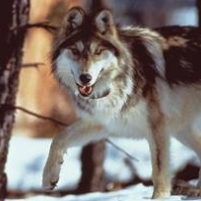 Fish and Wildlife Twists Photo of Rare Wolf
