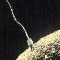 North Dakota to Vote on Making State First to Define Life as Beginning at Conception