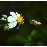 23% of Plants Sold at U.S. Retail Outlets are treated with Pesticides that Kill Bees