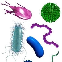 Cost of Foodborne Illnesses Estimated at $152 Billion a Year