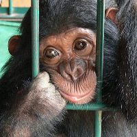 If Non-Human Corporations can be Protected by Habeas Corpus, Why can’t Chimpanzees?