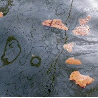 Feds Ignored Louisiana Concerns about Experimental Chemicals Used against Oil Slick