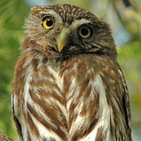 Developers Lobby Group Challenges Obama Administration on Endangered Species Act