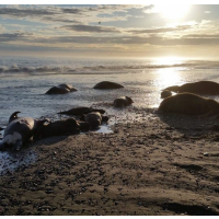 Who is Murdering Walruses in Alaska?