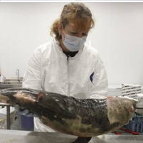 Commerce Dept. Forbids Biologists from Releasing Data Regarding Gulf Dolphin Deaths