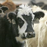 Farm Animals Suffer from Government Breeding Experiments Aimed at Bolstering Meat Industry Profits
