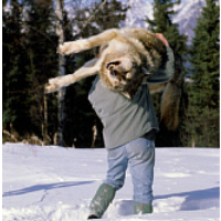 Study Shows that Legal Hunting of Wolves Increases Illegal Killing