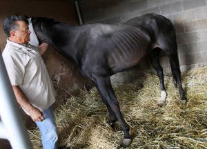 Drought Leads to Abandoned Horses