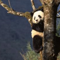 Wildlife Service Unveils Plan to Protect At-Risk Species