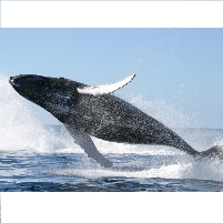 Navy Asks Permission to Harass Whales