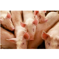 As Prisoners Die of Heat Stroke, Texas Justice Dept. Buys Air Conditioning for Pigs